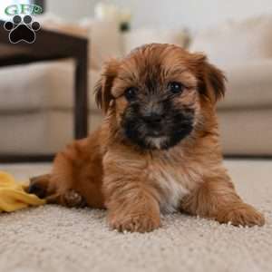 Bella, Morkie / Yorktese Puppy